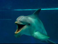 ����� ���������� �� ������� �������� ������������ �������� ���