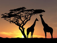 ������ �7 ������� ����� ����� ������