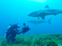 �� Discovery Channel �������� ������ ���� � �������� ������������ �������� ������ ������