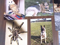 �������� �������� ������ ������� �� ����������� ����� �� ����� ������������