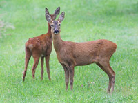 ������ �7 �� ������� �����