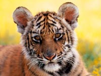 JimJam ���������� �������� ��������� � ����� ������� �������� � ��� �����