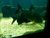 ������� �� ����� ������ ��������� � ��������